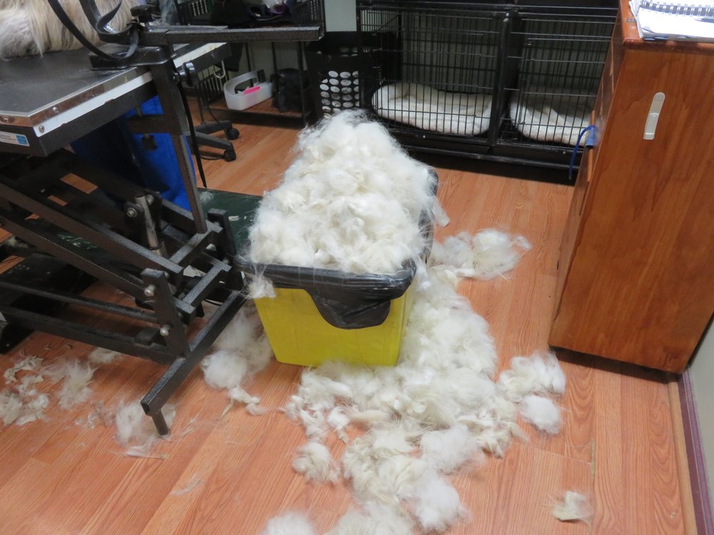 FOSTER CARE DOG GROOMING Updated May 2024 16 Photos 1264 Main St