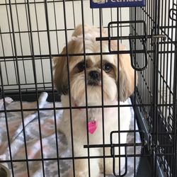 Mike N Karla's Doggie Stylez Grooming - Received pictures of Winney to let me know she was ready to be picked up.  Such wonderful service and special care!