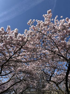 Tom McCall Waterfront Park by null