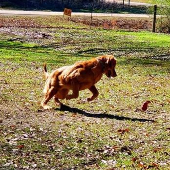The International K9 Foundation - Pup during play time - Pet Training Near Me - Summit, Mississippi The International K9 Foundation - Pup during play time - Pet Training Near Me - Summit, Mississippi