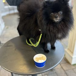 Cape Cod Creamery - My dog enjoying his pup cup