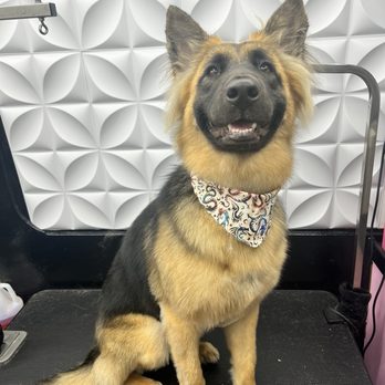 Lakeway Mobile Dog Grooming - My girl Gemma after her groom - Pet Groomers Near Me - Austin, Texas Lakeway Mobile Dog Grooming - My girl Gemma after her groom - Pet Groomers Near Me - Austin, Texas