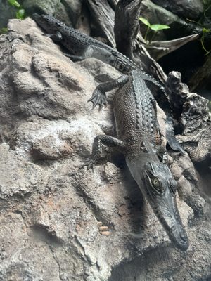 AQWA The Aquarium Of Western Australia by null