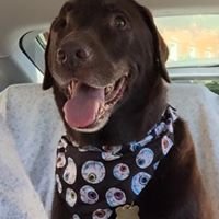 Furside Pet Grooming by null