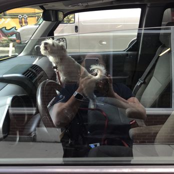 Rex's Place - On this hot afternoon a small dog was left inside of a car owned by Rex's Place. - Pet Training Near Me - Evanston, Illinois Rex's Place - On this hot afternoon a small dog was left inside of a car owned by Rex's Place. - Pet Training Near Me - Evanston, Illinois