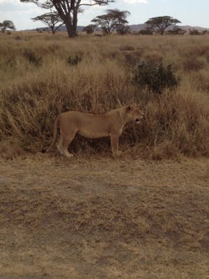 Thomson Safaris by null