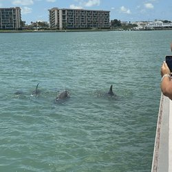 Sunshine Scenic Tours - Dolphins