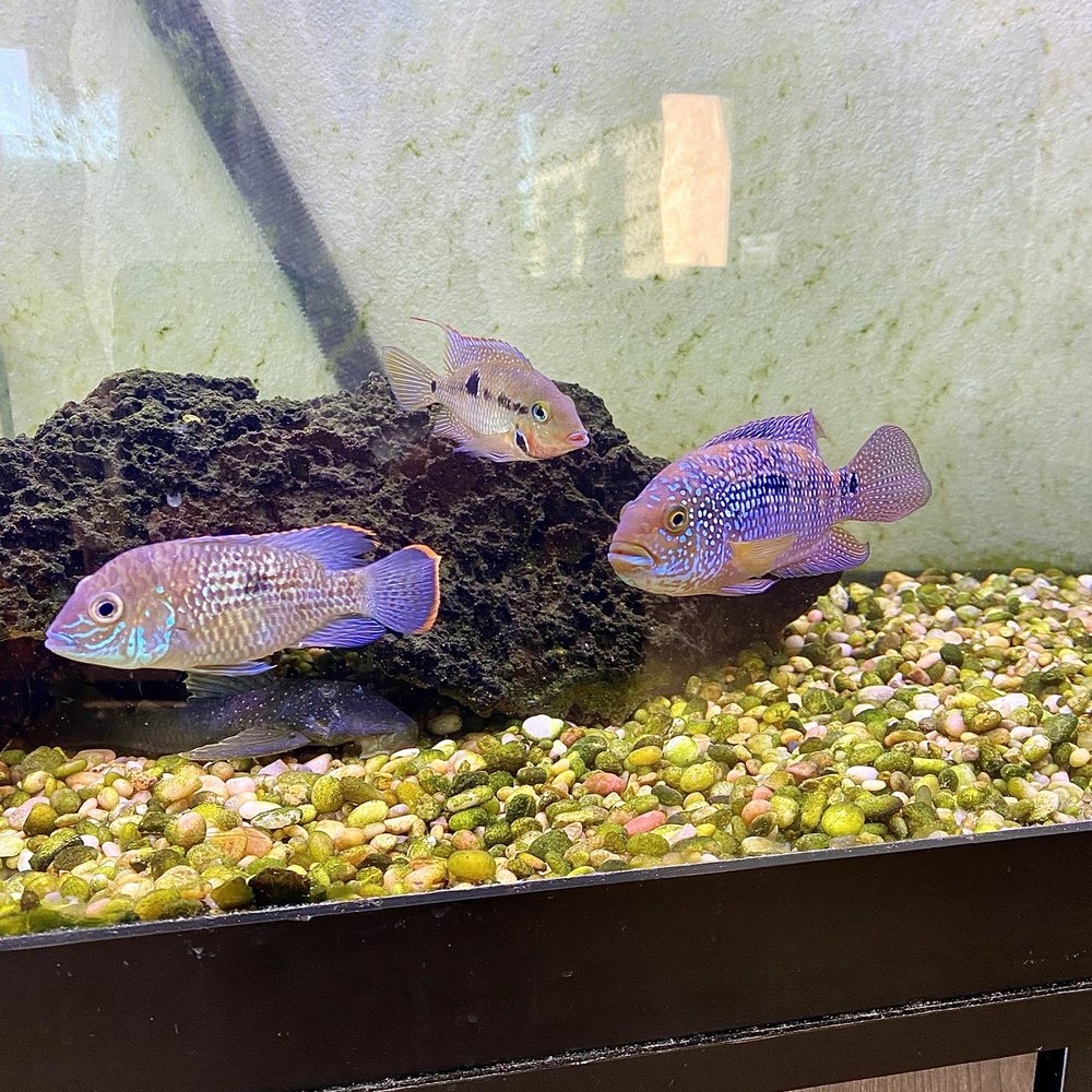 The Pet Department - Green Terror (Gold Saum), Firemouth, and Jack Dempsey - Pet Groomers Near Me - Paso Robles, California