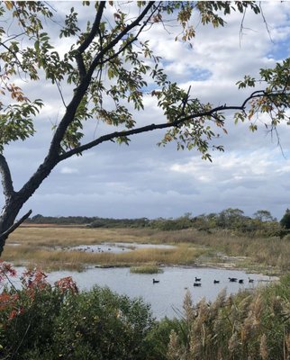 Jamaica Bay Wildlife Refuge by null
