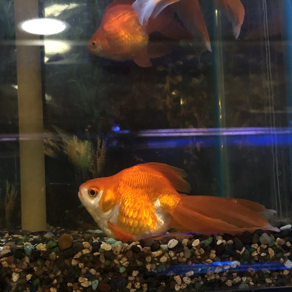 TWINS AQUARIUM 32 Photos & 67 Reviews 7912 West Ln, Stockton, CA Yelp