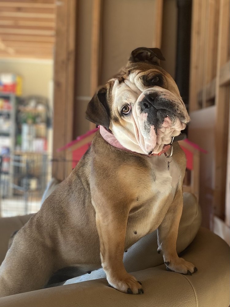 PETSERCISE Updated June 2024 39 Photos Cle Elum, Washington Dog