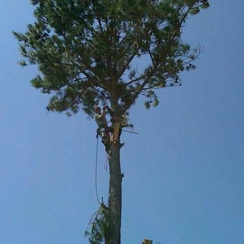Wright Away Tree Service - Tree removal - Tree Services Near Me