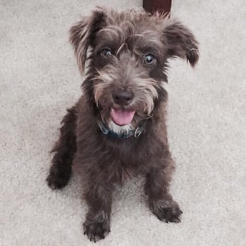 Ufuria - Teddy the newest member of our family. One year old mixed terrier. - Pet Training Near Me - Rancho Cucamonga, California