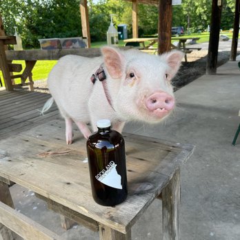 Sunken City Cider - a pig with a bottle of cid - Cideries Near Me - Gilboa, New York