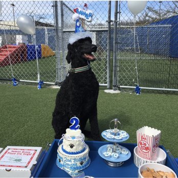 Dog Hill - Birthday Boy - Pet Services Near Me - Nanuet, New York Dog Hill - Birthday Boy - Pet Services Near Me - Nanuet, New York