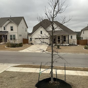 Moon Valley Nurseries - New red oak tree from Moon Valley Nurseries! - Nurseries & Gardening Near Me - Dripping Springs, Texas Moon Valley Nurseries - New red oak tree from Moon Valley Nurseries! - Nurseries & Gardening Near Me - Dripping Springs, Texas