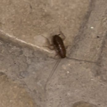 Cheeca Lodge & Spa - Cockroaches in the bathroom - Resorts Near Me - Islamorada, Florida