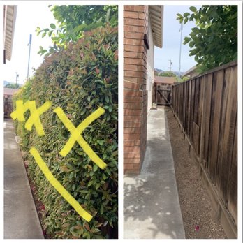 Zazueta Tree Specialists - Before and after of our cramped and now open and spacious side yard. - Tree Services Near Me Zazueta Tree Specialists - Before and after of our cramped and now open and spacious side yard. - Tree Services Near Me