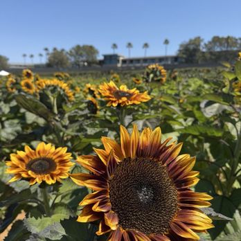 The Flower Fields - Sunflowers April 2026 - Venues & Event Spaces Near Me - Carlsbad, California