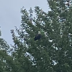 Wild Fox Cabins - Bald Eagle Attack! Look Out!