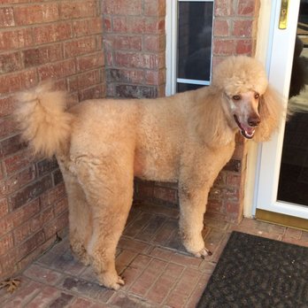 Plano Dog Grooming - Rolex (The watchdog) - Pet Groomers Near Me - Plano, Texas