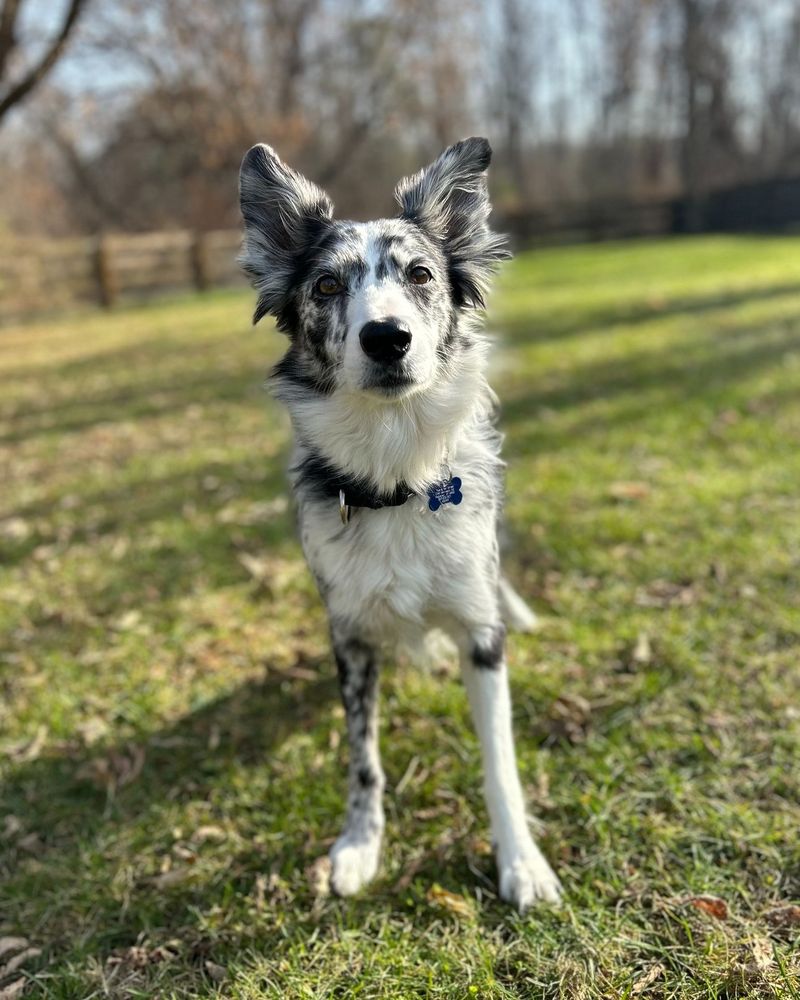 Thera-Vet Acres - pet boarding facility in Webster, NY