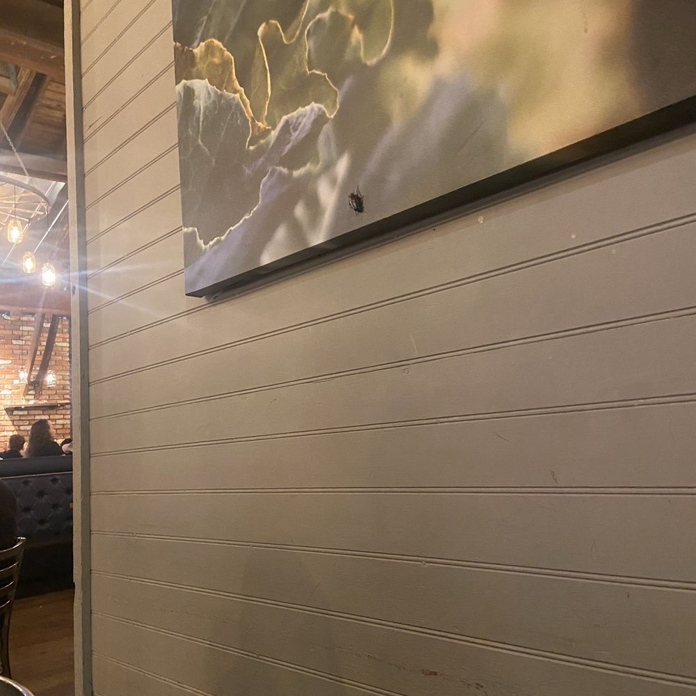 Scratch Kitchen & Taproom - A cockroach - Bars Near Me - Apex, North Carolina