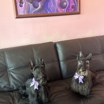 Pretty Paws Grooming - Pet Groomers Near Me - Reno, Nevada Pretty Paws Grooming - Pet Groomers Near Me - Reno, Nevada