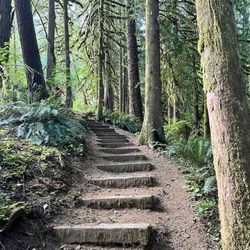 Soapstone Lake Trail - Soapstone Lake Trail
