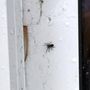 Photo of Roxbury Pest Control