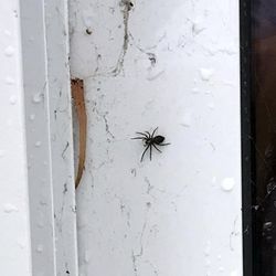 Roxbury Pest Control