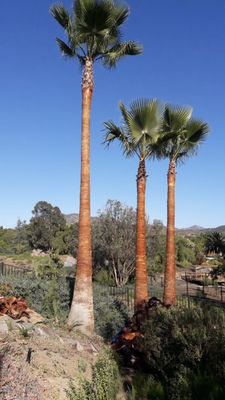 Palm Trees services - Stunning palm tree removal Transformations By A'sap Tree Care
From healthy trims to expert removals. Palm Trees services - Stunning palm tree removal Transformations By A'sap Tree Care
From healthy trims to expert removals.