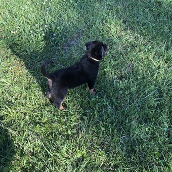 Morris Rottweilers - Pet Breeders Near Me - Nashville, Tennessee