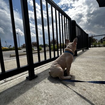 Good Shepherd Training - Enclosed areas are your best bet to ensure safety when socializing your dog to high traffic areas. - Dog Walkers Near Me - Indianapolis, Indiana Good Shepherd Training - Enclosed areas are your best bet to ensure safety when socializing your dog to high traffic areas. - Dog Walkers Near Me - Indianapolis, Indiana
