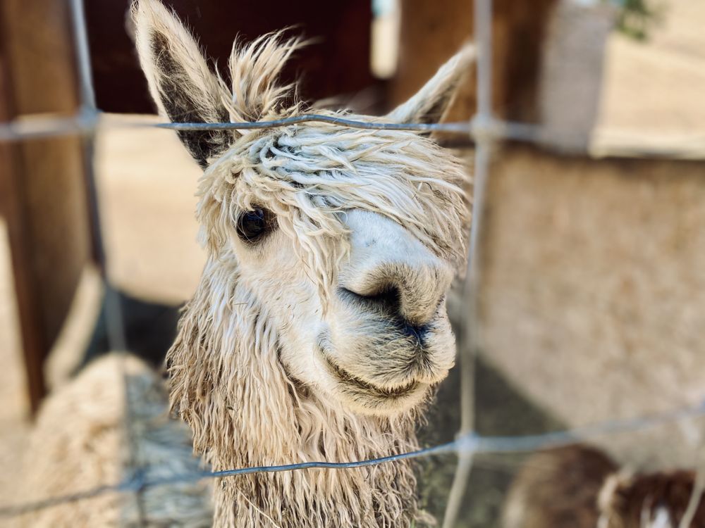 GILROY OSTRICH FARM CLOSED 456 Photos & 103 Reviews 5560 Pacheco