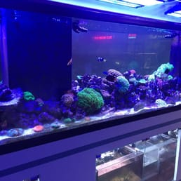 Amazing display tank!