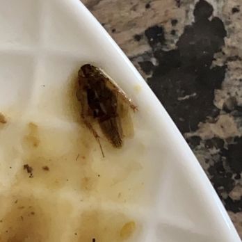 Thai Tanium Restaurant - Cockroach found in food. - Thai Near Me - Gaithersburg, Maryland