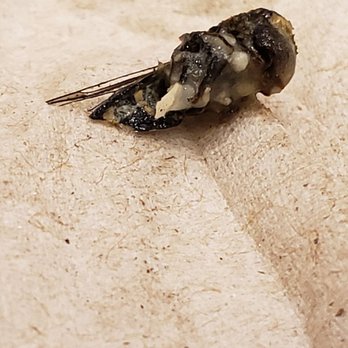 Grimaldi's Pizzeria - My daughter found this fly in her Cesar salad from Grimaldis Pizzaeria City Center location. - Pizza Near Me - Houston, Texas Grimaldi's Pizzeria - My daughter found this fly in her Cesar salad from Grimaldis Pizzaeria City Center location. - Pizza Near Me - Houston, Texas