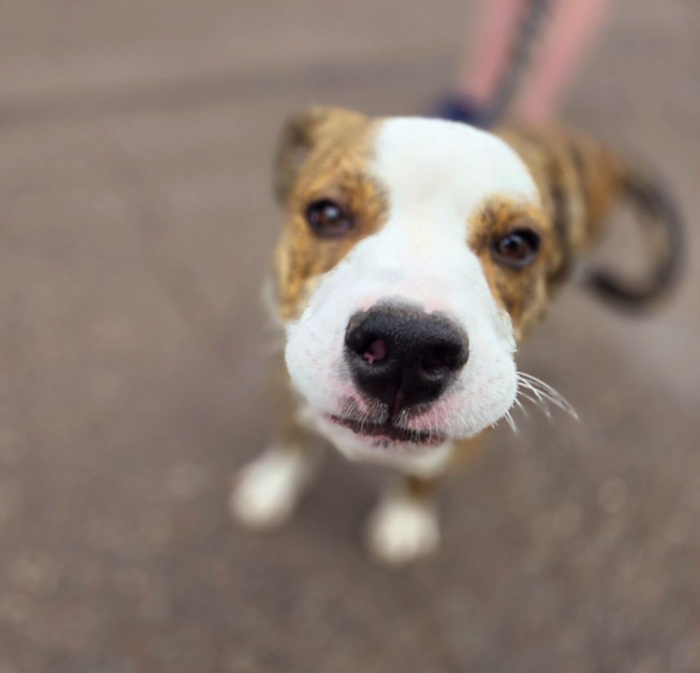 DOG TOWN Updated September 2024 95 Photos & 62 Reviews 1553