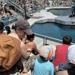 New York Aquarium - Sea lion show