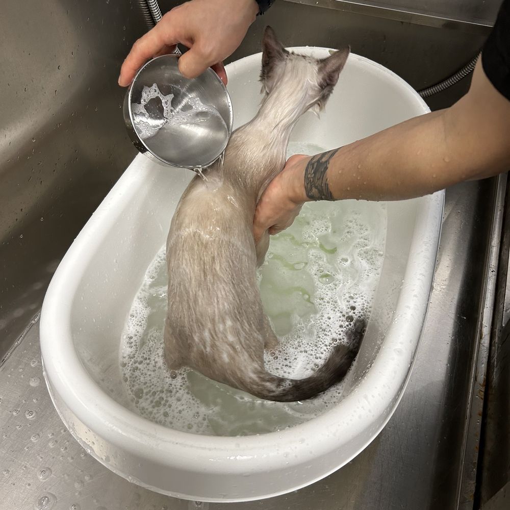 Pet Beloved - Pet Groomers Near Me - San Diego, California Pet Beloved - Pet Groomers Near Me - San Diego, California