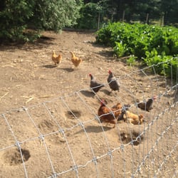 Maple View Farm
