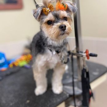 Red Rover Dog Grooming - Pet Groomers Near Me Red Rover Dog Grooming - Pet Groomers Near Me