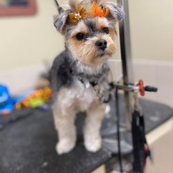 Red Rover Dog Grooming