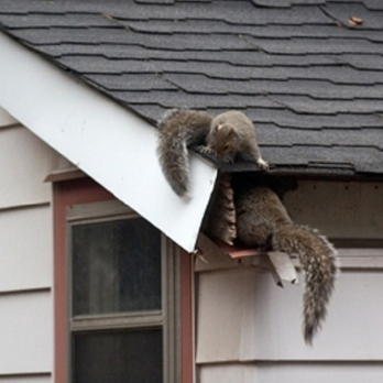 Joseph Animal & Pest Control - Pest Control Near Me Joseph Animal & Pest Control - Pest Control Near Me