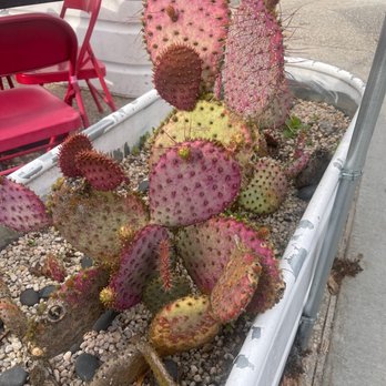 Pink Cactus - Tacos Near Me - Charleston, South Carolina Pink Cactus - Tacos Near Me - Charleston, South Carolina