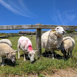 Irish Famine Cottages - Sheep at the Animal Park