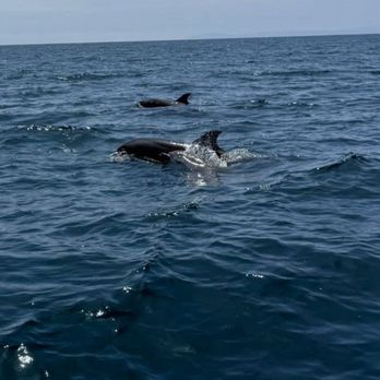 Newport Surfrider - More dolphins. Incredible being this close - Boat Charters Near Me - Newport Beach, California Newport Surfrider - More dolphins. Incredible being this close - Boat Charters Near Me - Newport Beach, California