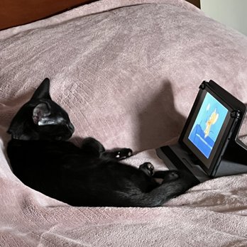 Last Hope Animal Rescue - Spoiled, watching cartoons. - Animal Shelters Near Me - Wantagh, New York