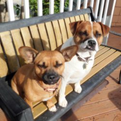 Montecito Law Group - Gertie and Joe say "Hi" to Boulder!